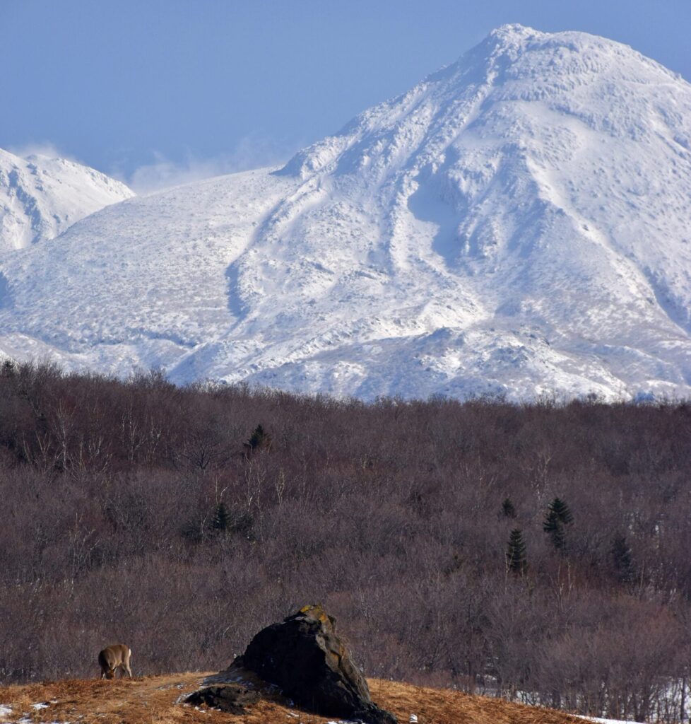 Jigokudani Monkey Park, Japan : Mohit tandon burr ridge