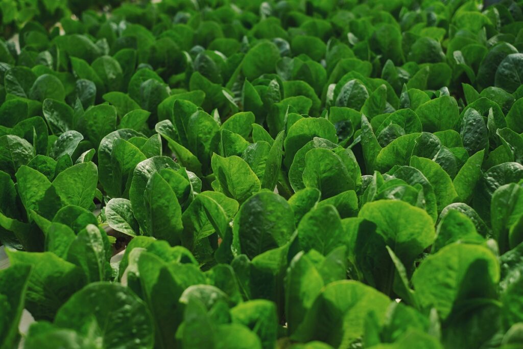 Leafy Greens